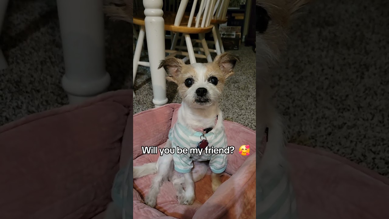 My Rescue Dog In Her Little Shirt 💕