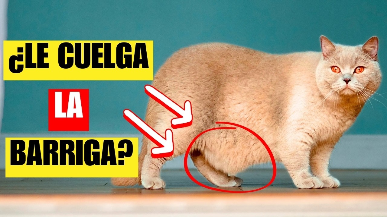 ¿Qué es eso que le cuelga de la barriga a tu gato? | BOLSA PRIMORDIAL