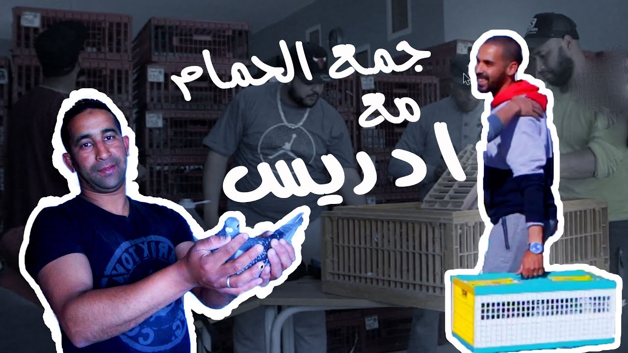 جمع الحمام الزجل مع ادريس , تربية الحمام الزاجل