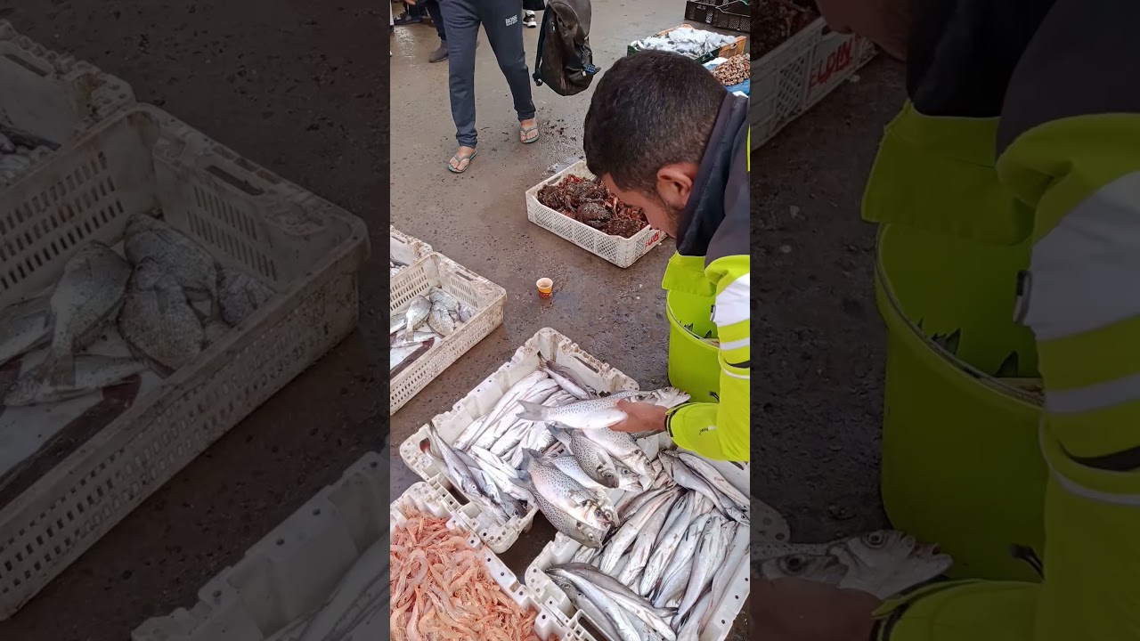 جولة في مرسى صخيرات سمك طازج واسماء انواع السمك المتاح مرحبا بالجميع 🐟