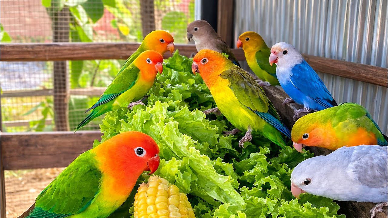 Lovebird Colorful 💚❤️#lovebirds #sunconure #parrotlover #birds #cutelovebird