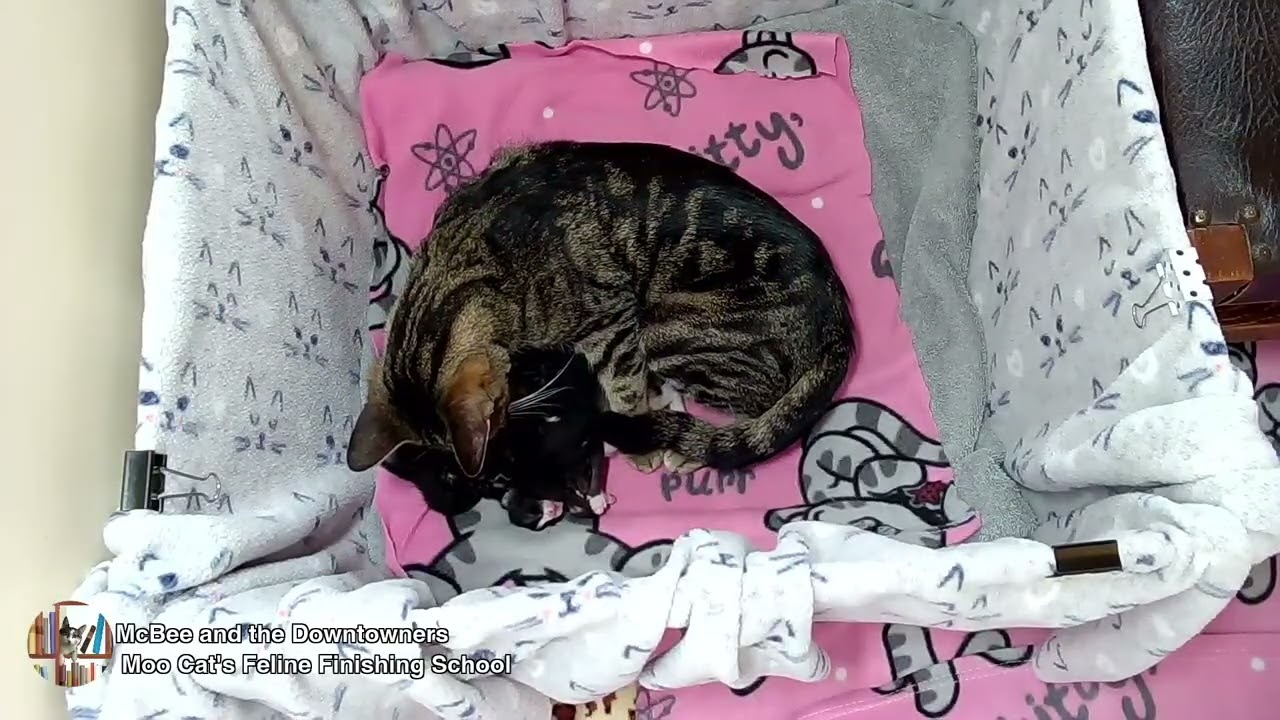 MooCat's Feline Finishing School - Downtowners 10 Days Old