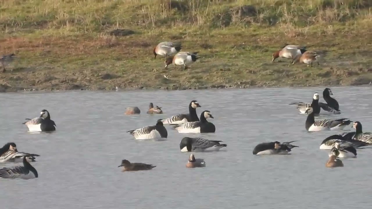 Smient, Rotgans, Lepelaar (Doelpolder, 21 dec 2025)