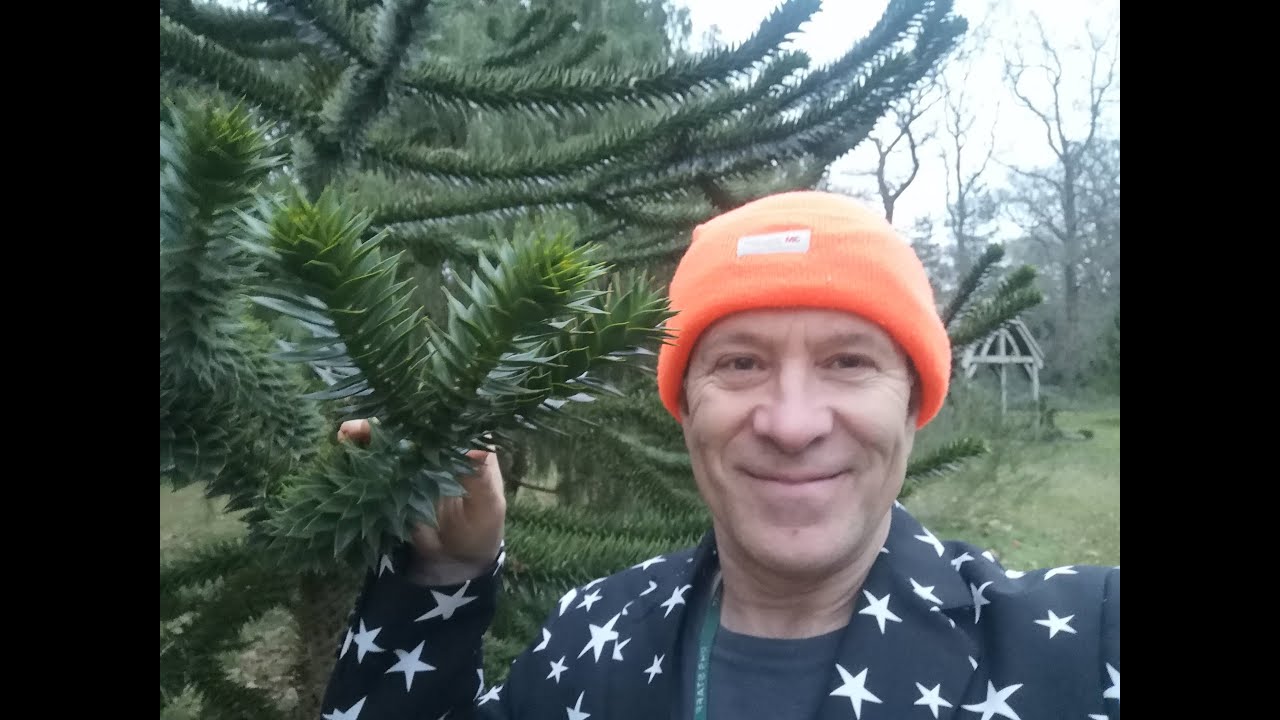 EcoGeeko The Monkey Puzzle Tree Araucaria araucana