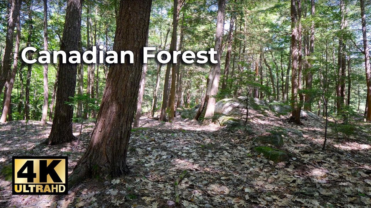Nature Sounds for 1 Hour - Canadian Forest Birds Chirping - 4K HD Nature Video - Relax