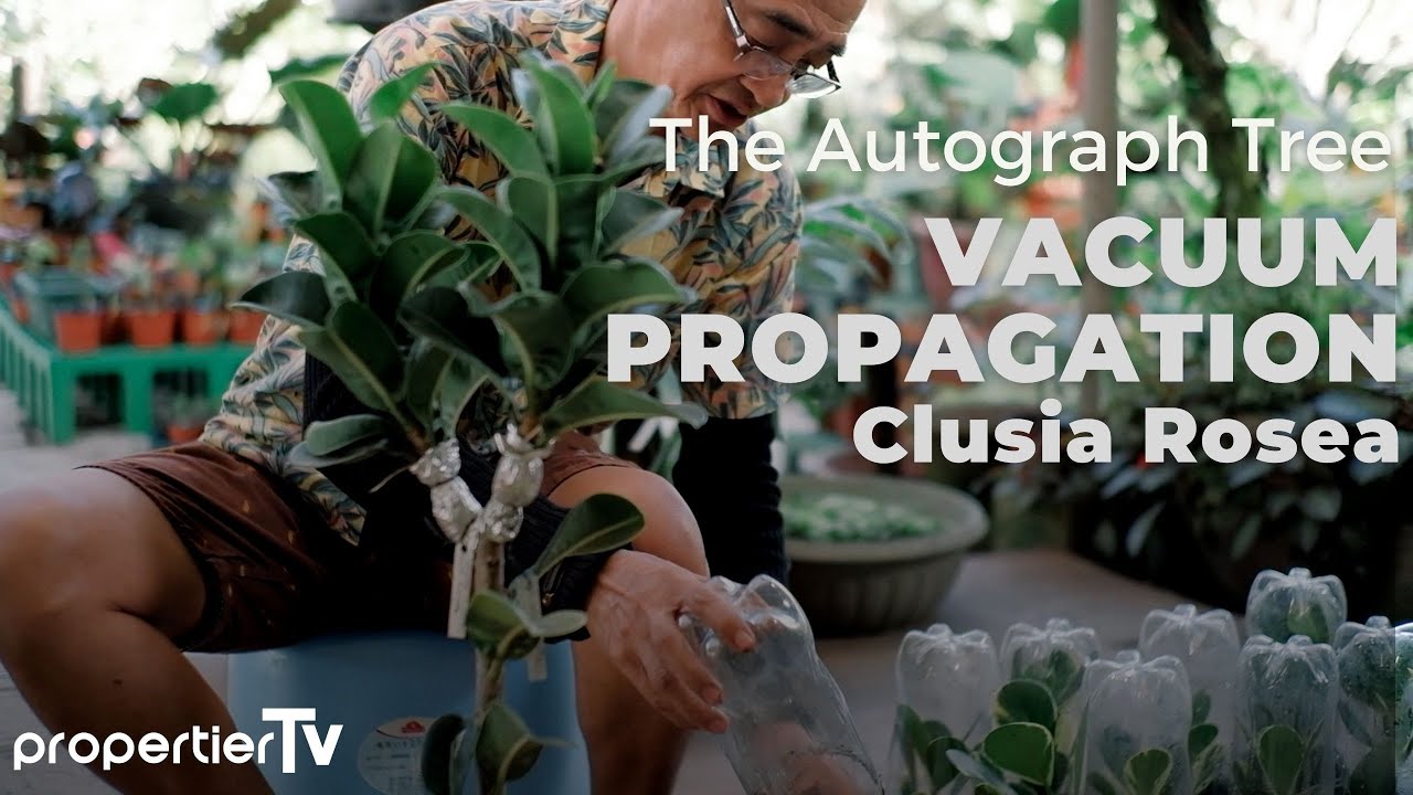 Vacuum Propagation and After Care | Clusia Rosea | Rubber Plant