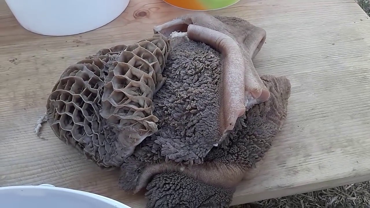 3 Farklı Hap İle Zorlanmadan Kar  Gibi İşkembe Temizliği