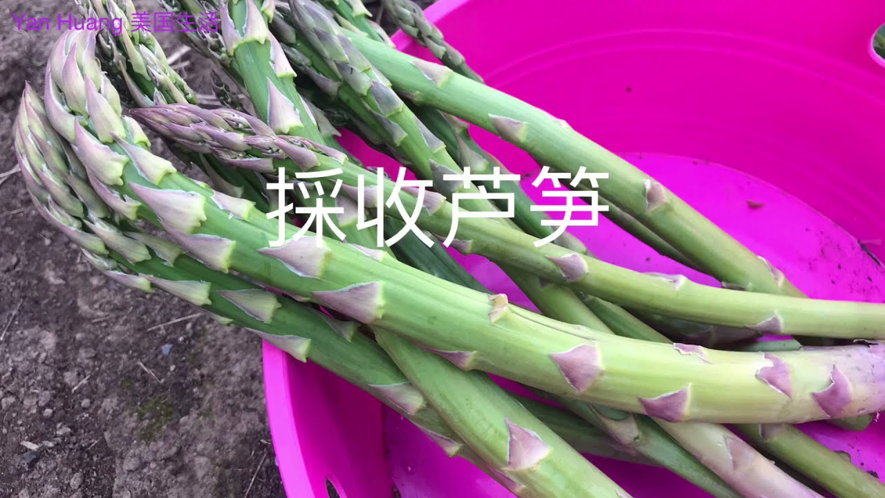 採收芦笋 #如何採收芦笋  ？你做对了吗？https://youtube.com/@yanhuang6825