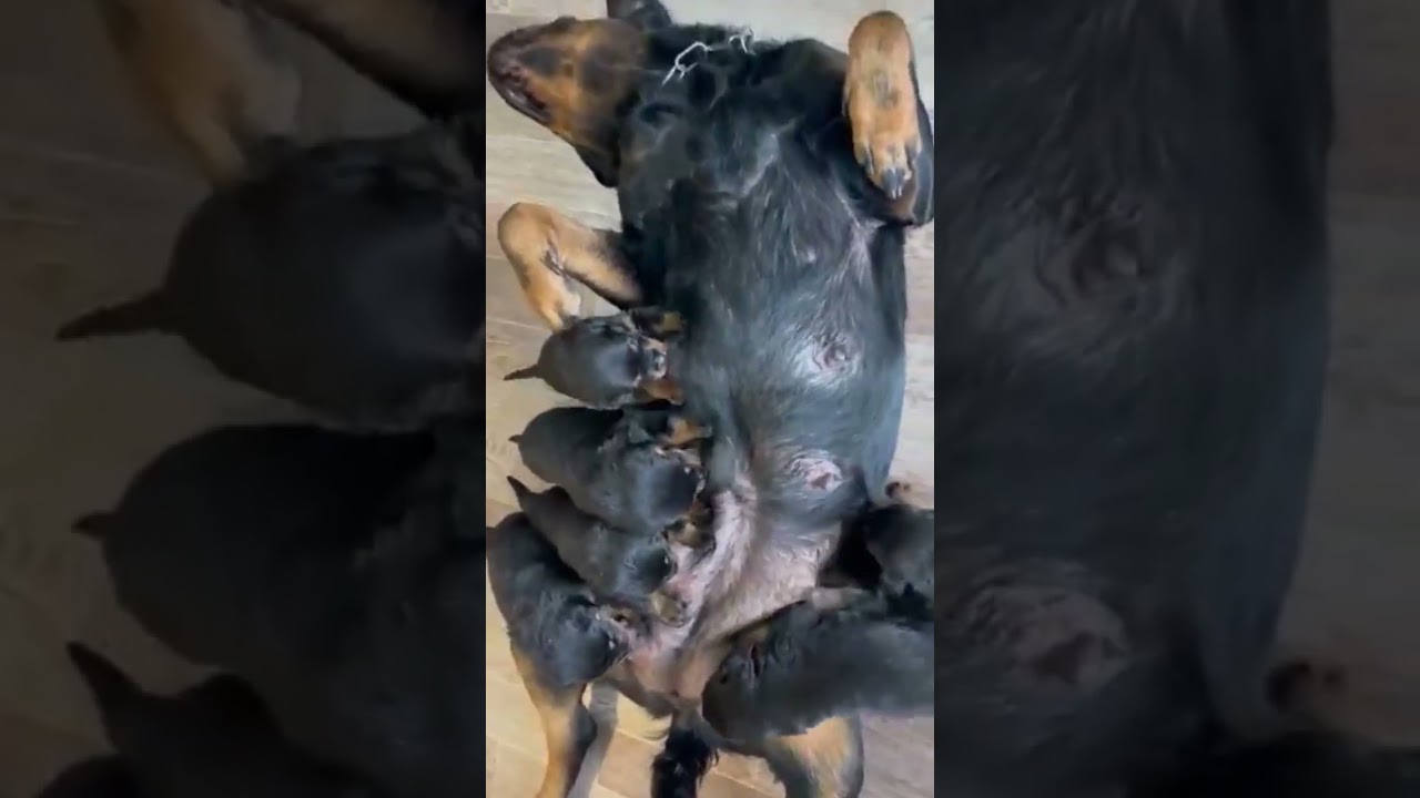 Mother dog feeding her puppies. Mom and baby dogs