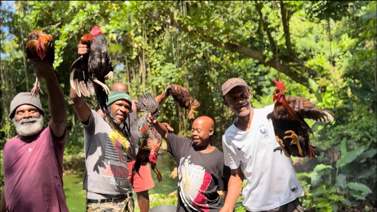 Wild roosters catch clean & cook | Johnny side against bingy ??