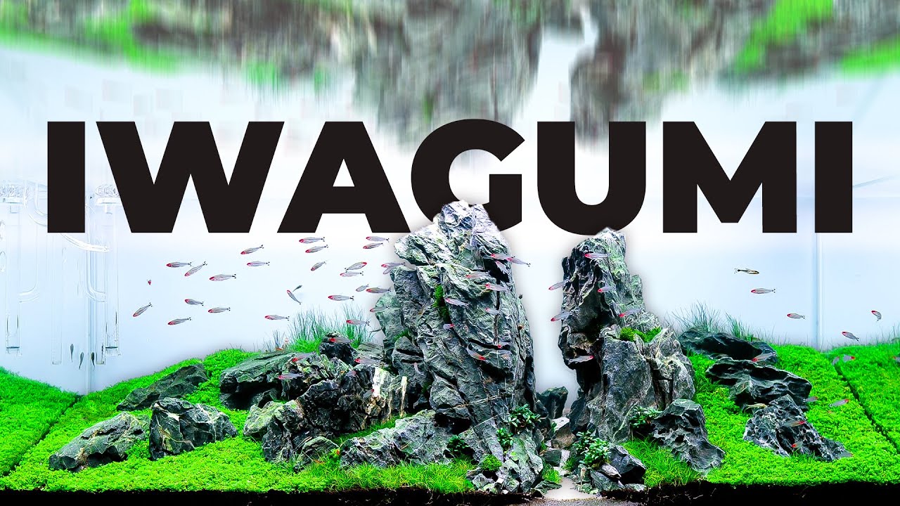 Mastering Iwagumi: The Art of Rock Formations in Aquascaping