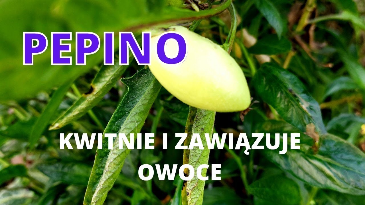 PEPINO ZAWIĄZUJE OWOCE - TAKA SZYBKA AKCJA Z PRZEŚWIETLENIEM KRZEWÓW