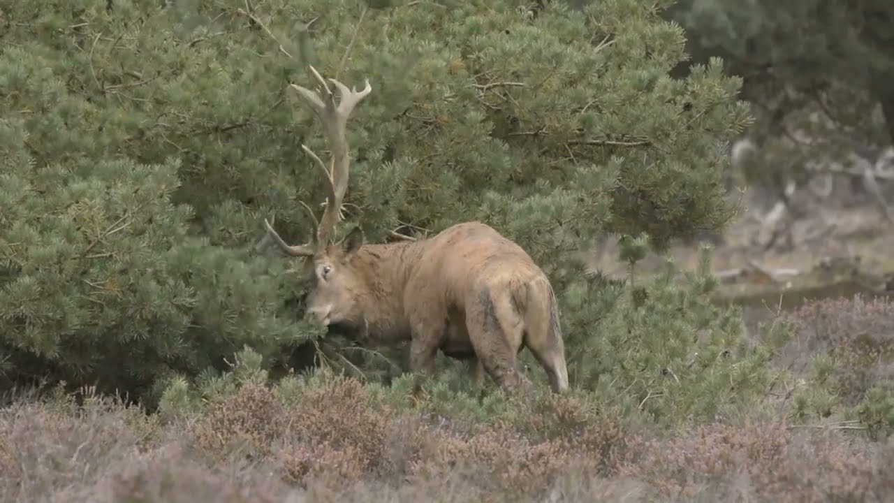 Edelhert  Veluwe