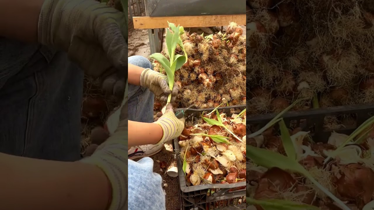Do You Buy Tulip Bulbs Every Year To Grow?