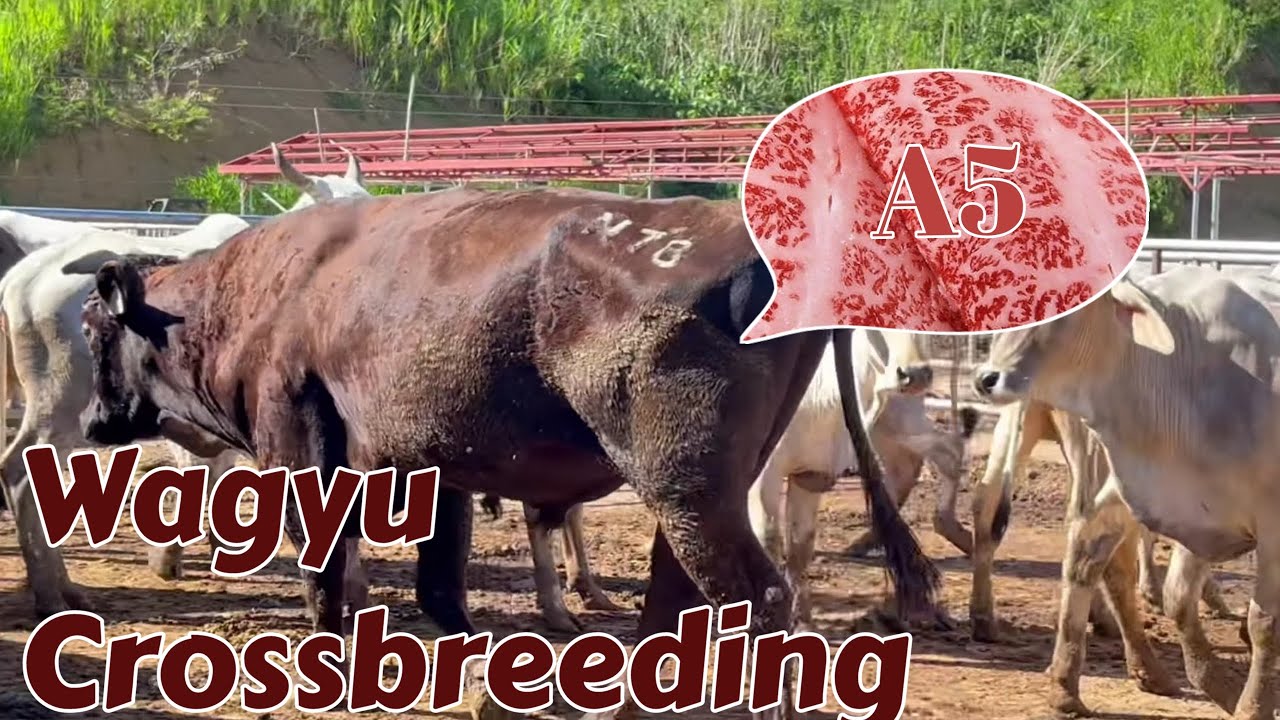 Wagyu Crossbreeding in Philippines | High Value Cattle Farming