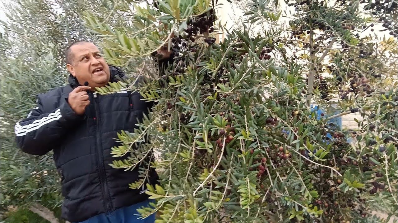 المعاومة (تبادل الحمل) في الزيتون الأسباب والعلاج