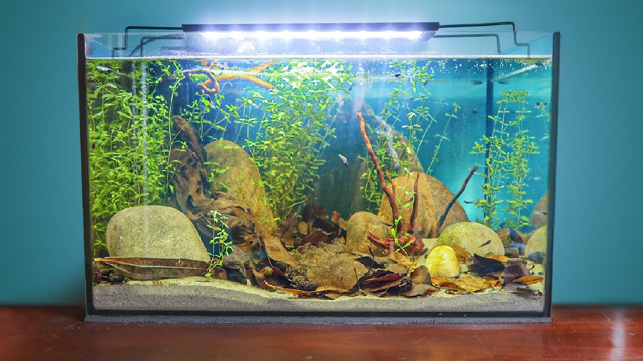 How To Make a Naturalistic Tadpole Aquarium 2024