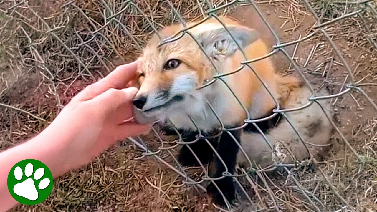 Heroic Man Saves Baby Fox Trapped in Fence 🙏