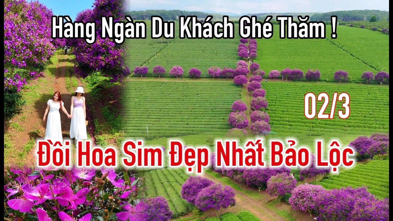 Toàn cảnh đồi hoa sim đẹp nhất Bảo Lộc thu hút hàng ngàn du khách ghé thăm, đồi sim Tằng Vĩnh An.