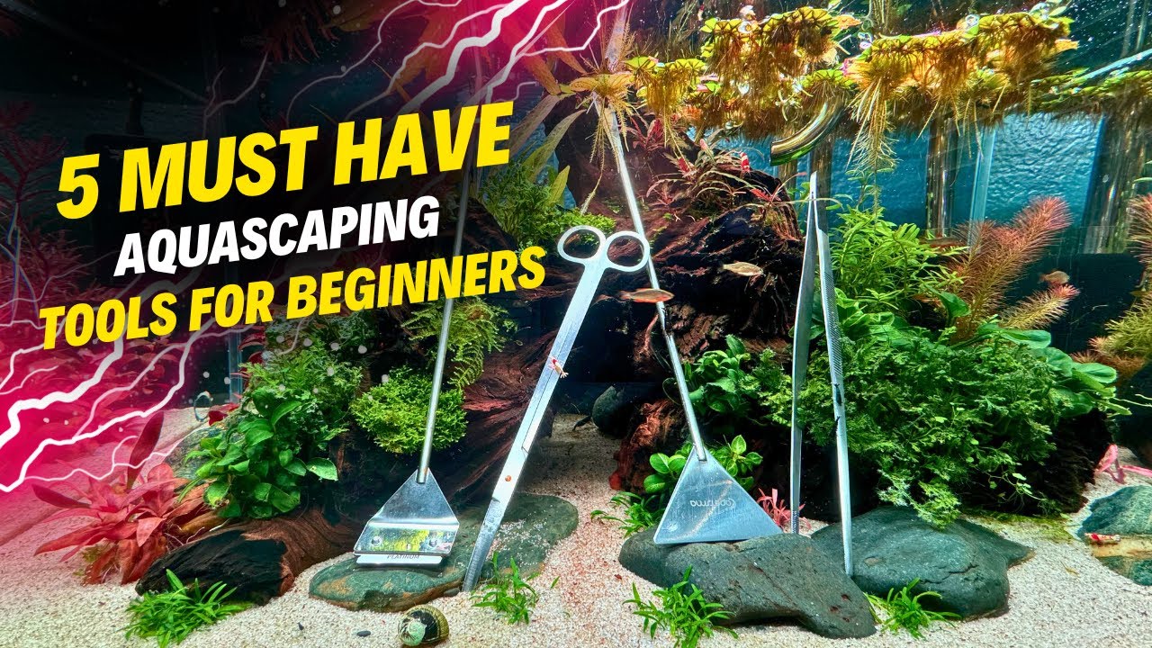 5 ОБЯЗАТЕЛЬНЫХ инструментов для акваскейпинга для начинающих