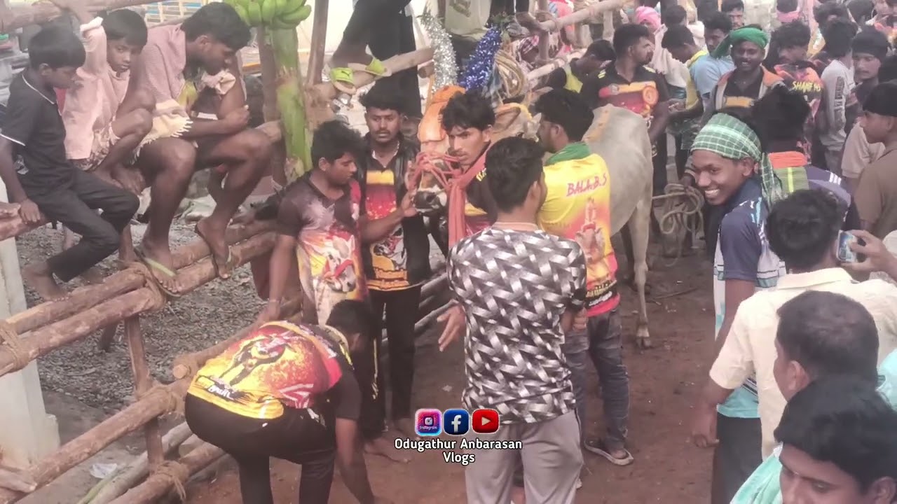 சேர்பாடி எருதுவிடும் திருவிழாவில் சிறப்பு செய்ய வந்த காளைகள் 