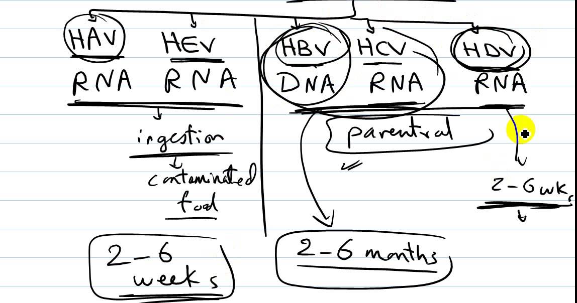 viral hepatitis 1 : DR SAMEH GHAZY