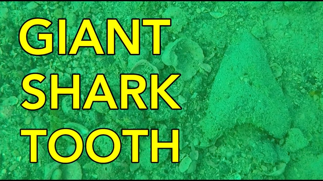 I Found Megalodon Teeth While Scuba Diving in Venice Florida
