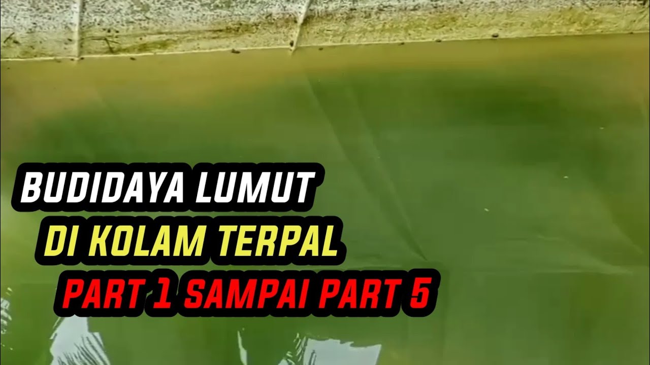 BUDIDAYA LUMUT DI KOLAM TERPAL