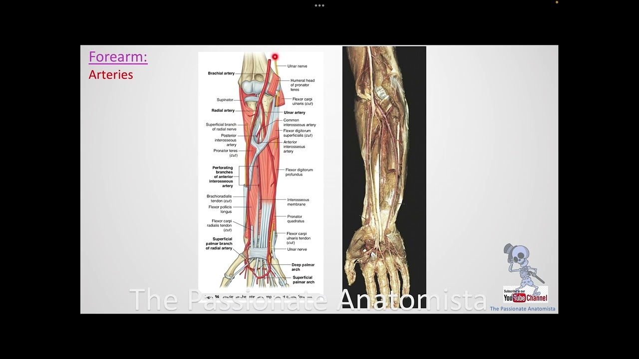 MSK module VD15 - Anatomy of the forearm, part 3