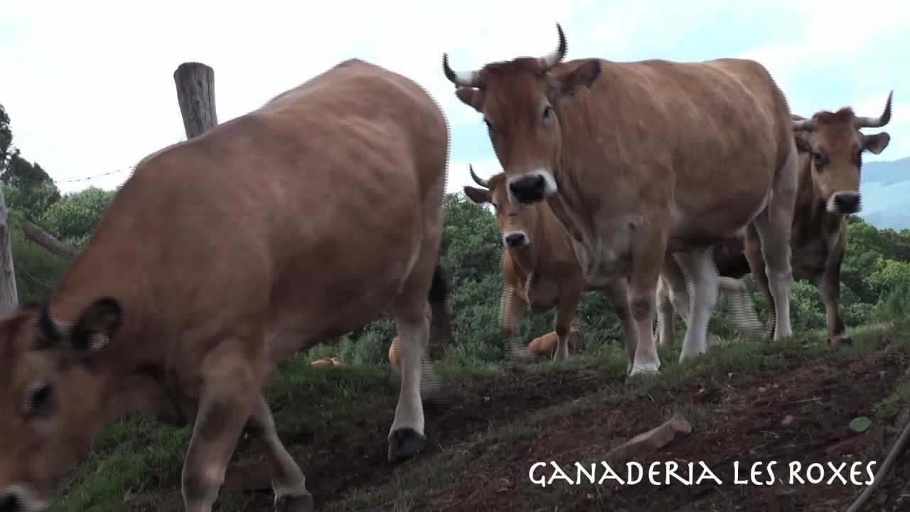 Ganadería Les Roxes2. Villaviciosa