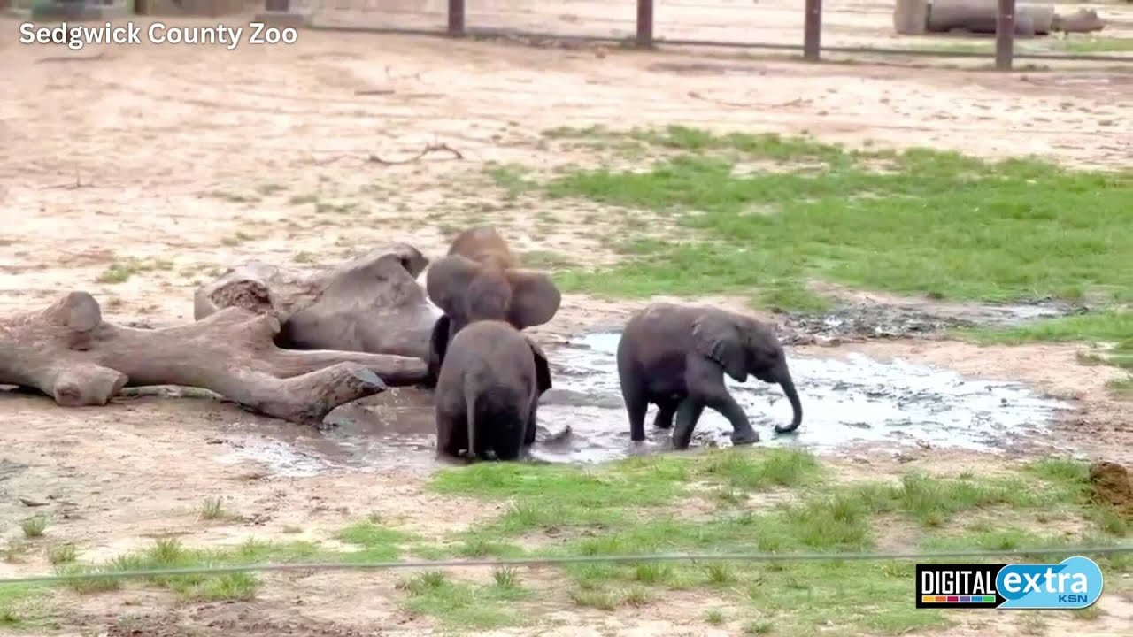 Sedgwick County Zoo’s baby elephant trio enjoys first group playdate