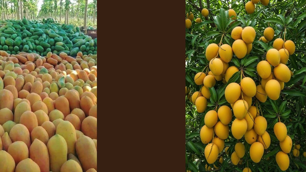 پھلوں کے بادشاہ آم کی 400 اقسام | آم کا سفر | چونسہ، سندھڑی، انور رٹول  | King of Fruits Mango