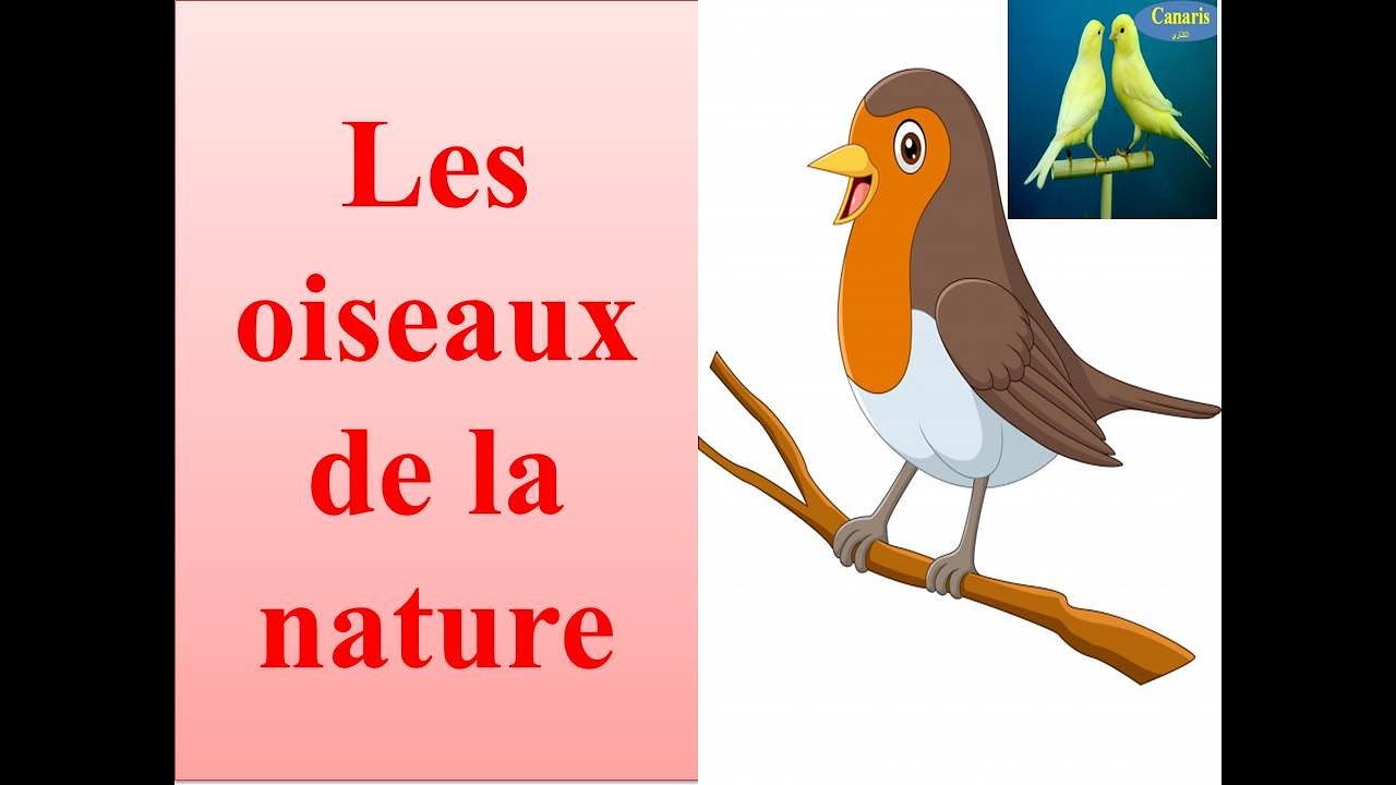 # communication vocabulaire  les noms des oiseaux