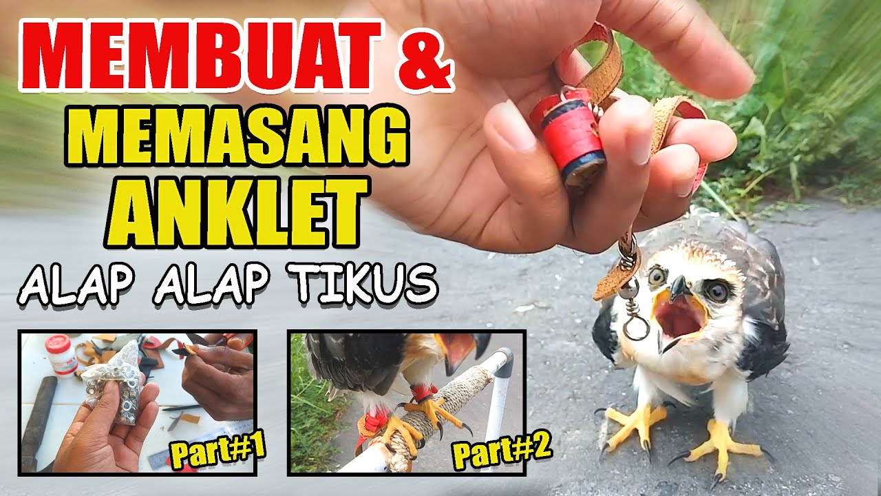 Alap Alap Tikus | Membuat dan Memasang Anklet / How to Make Anklet for An Eagle #2