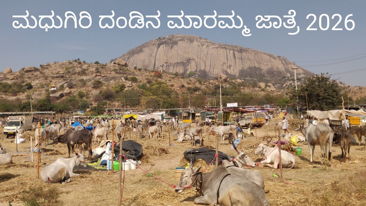 Madhugiri Cattle fair 2026 - ದಂಡಿನ ಮಾರಮ್ಮ ಜಾತ್ರೆ