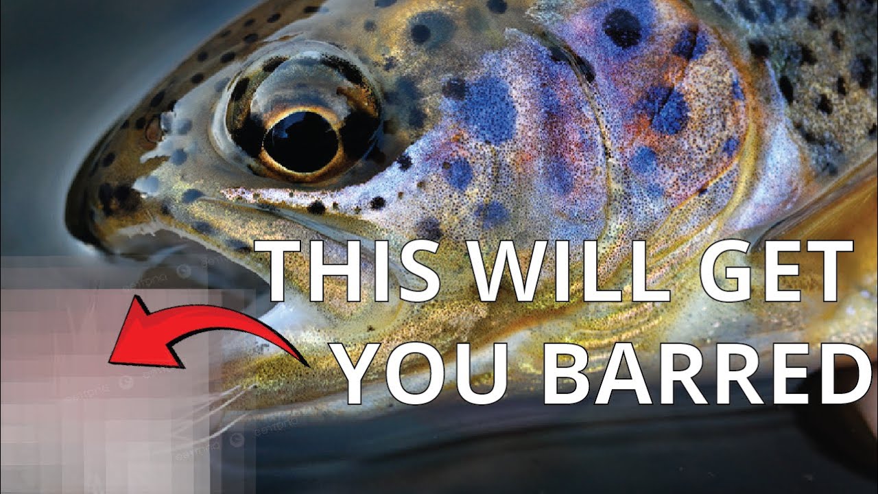 Why This Fly Is BANNED on Most Waters in The UK (And How to Fish It)