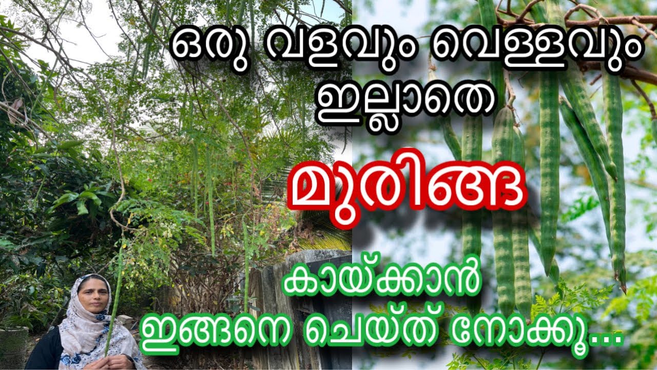ഒരു വളവും വെള്ളവും ഇല്ലാതെ മുരിങ്ങ കായ്ക്കാൻ | Muringa Krishi | മുരിങ്ങ കൃഷി | Moringa | Drumstick