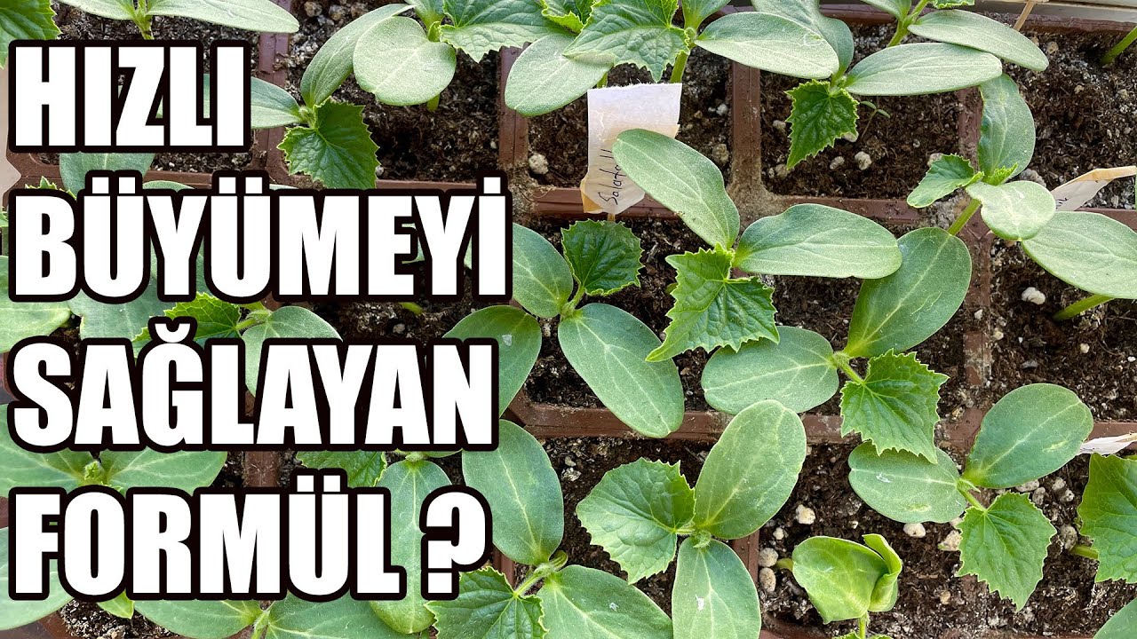 Salatalık Çimlendirme Ve Fide Dikimi ( Hızlı Büyümeyi Sağlayan Formül )