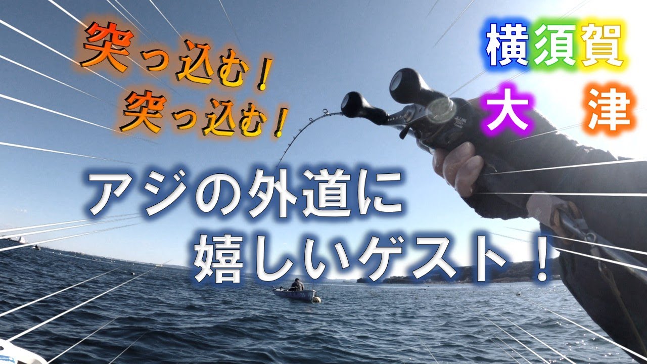 手漕ぎボートでアジの泳がせ釣り。泳がせ用のアジが釣れずに苦戦。そんな折アジロッドが海面に突き刺さる。思わぬ嬉しいゲストとご対面♪横須賀大津・石田丸2026/1/12