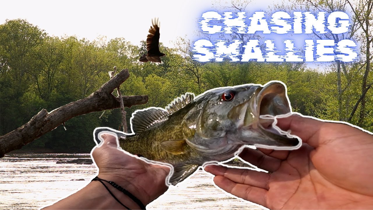 Most Fun River Fish You Can Catch! River Smallies!