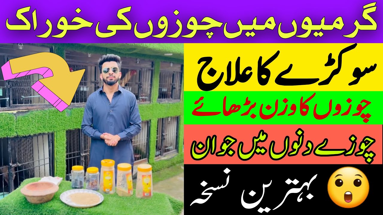Special Diet plan For Chicks and young birds || Jully-September Diet Plan || Danish Arif GFB ||