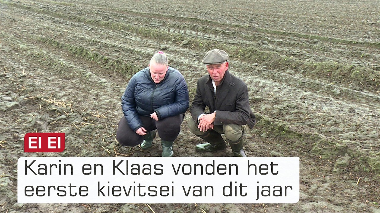 Luttelgeest scoorde het eerste kievitsei | Omroep Flevoland