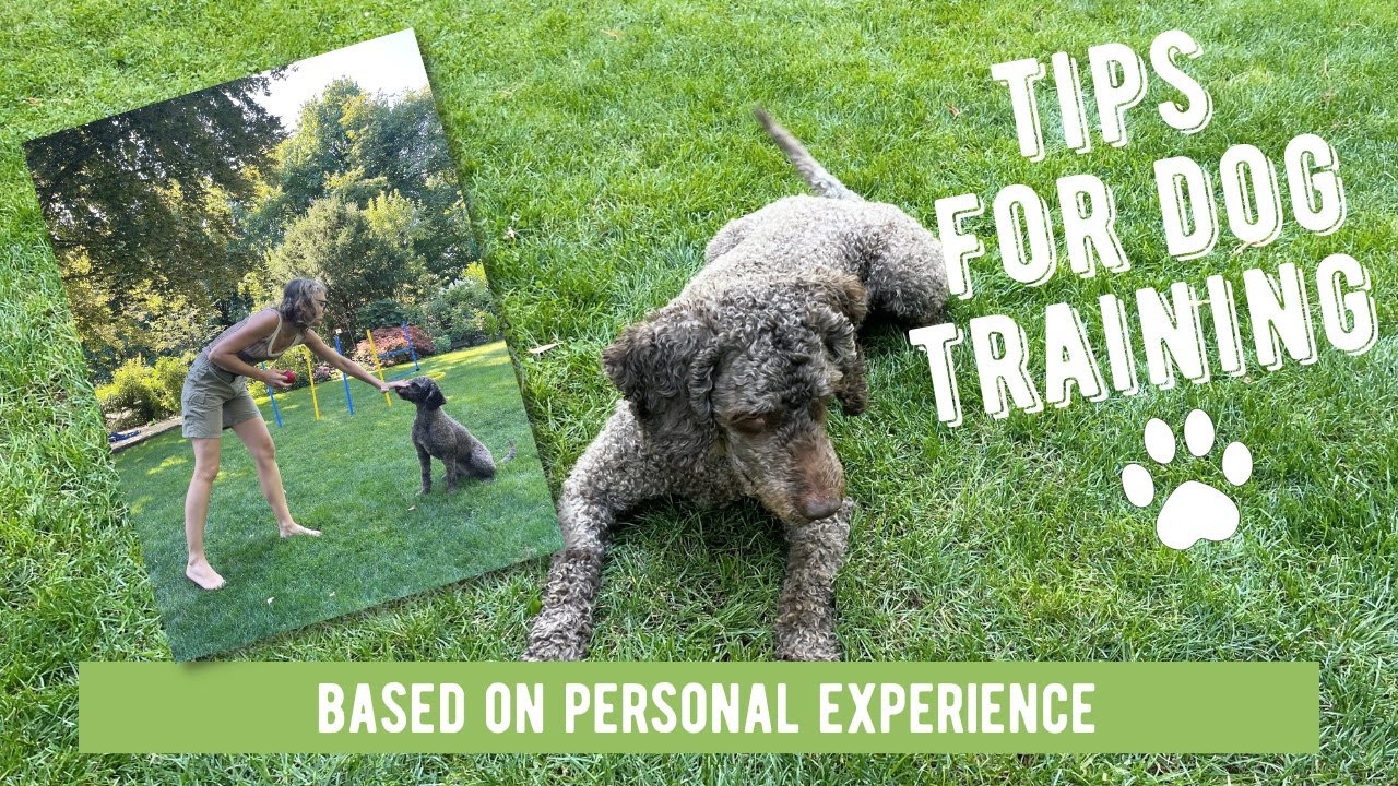 Play with my dog - Spanish Water Dog