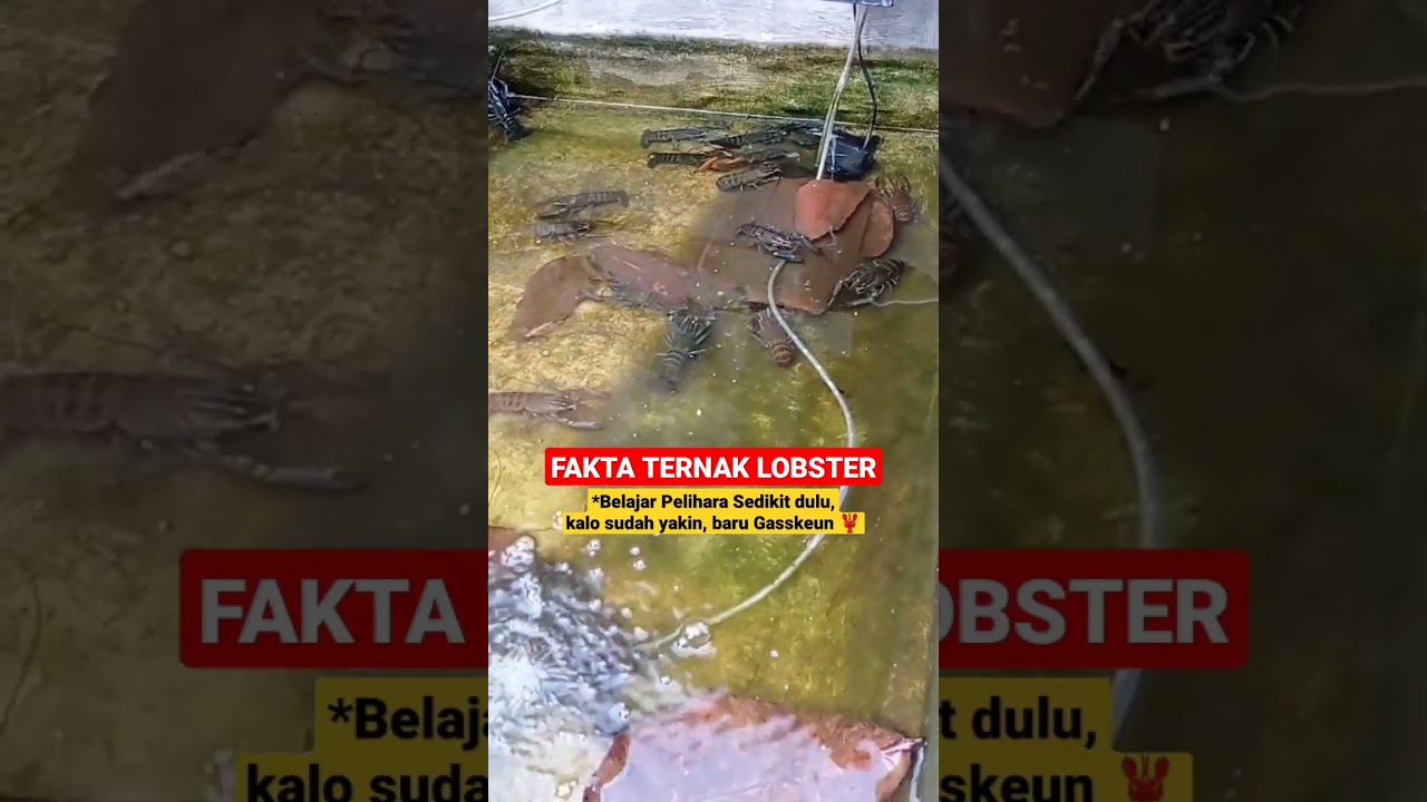 FAKTA Budidaya Lobster Air Tawar, Belajar Pelihara Sedikit Dulu✅ #shorts #budidaya #lobsterairtawar
