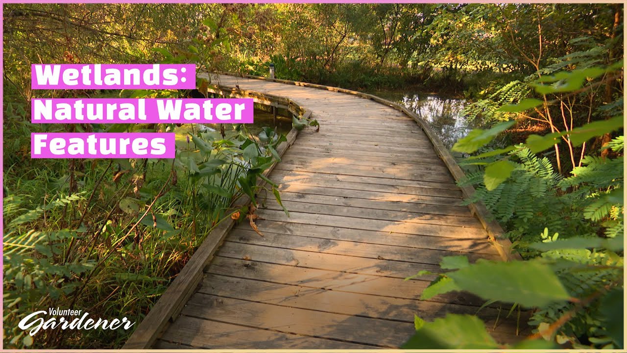 Wetlands Garden @ UT Gardens, Knoxville | Volunteer Gardener