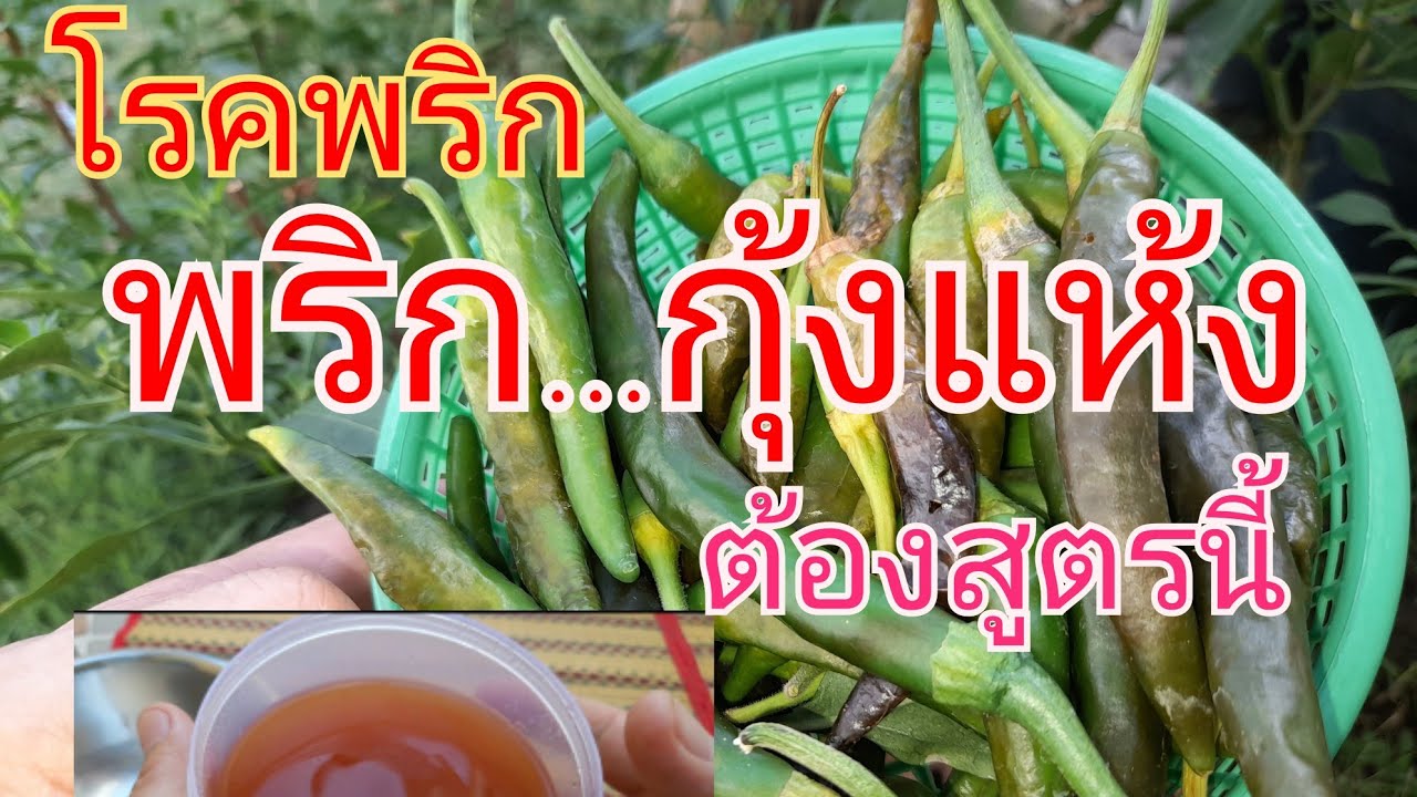 EP446| แล้วแกจะแรงเพื่อ! สูตรล้างบางเชื้อราแอนแทรคโนส