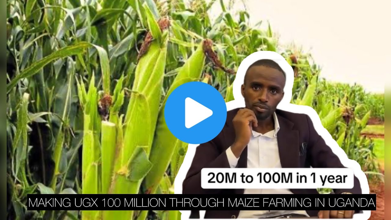How to Make UGX 100 million in less 1 year through maize farming in Uganda