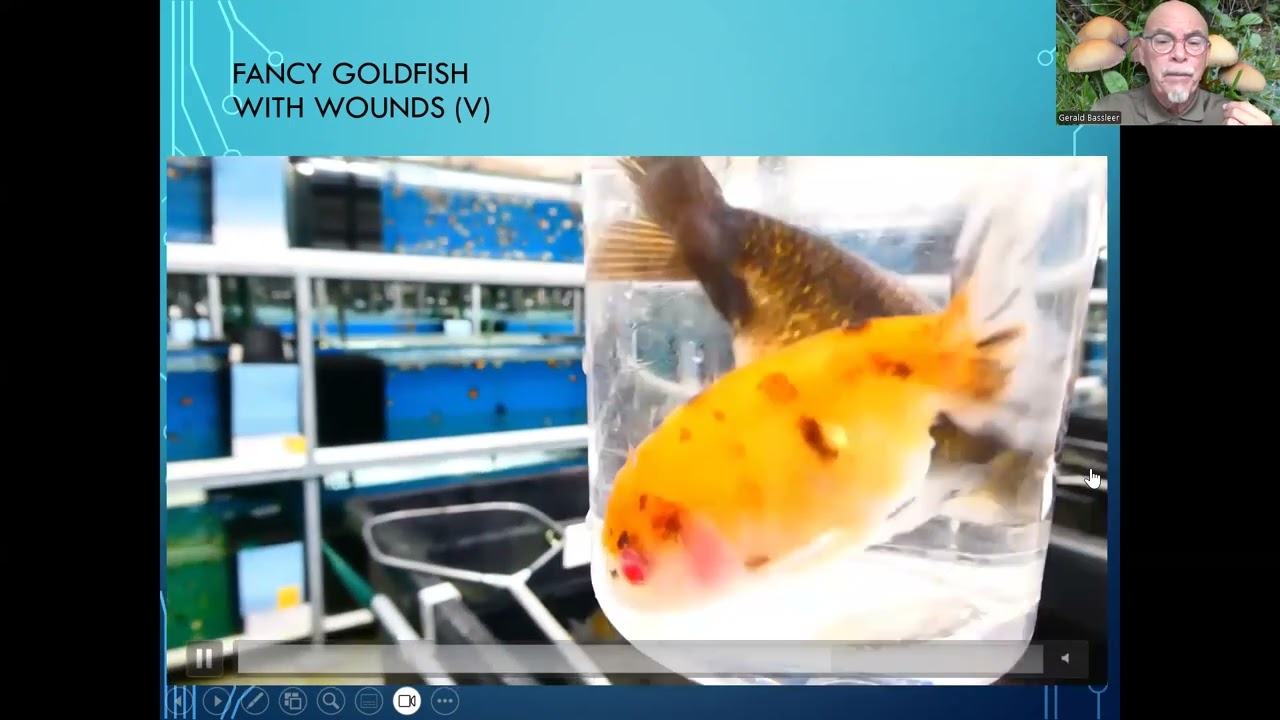 Fish disease case nr. 355 Fancy goldfish with wounds  gill flukes and many tubercles in the organs.