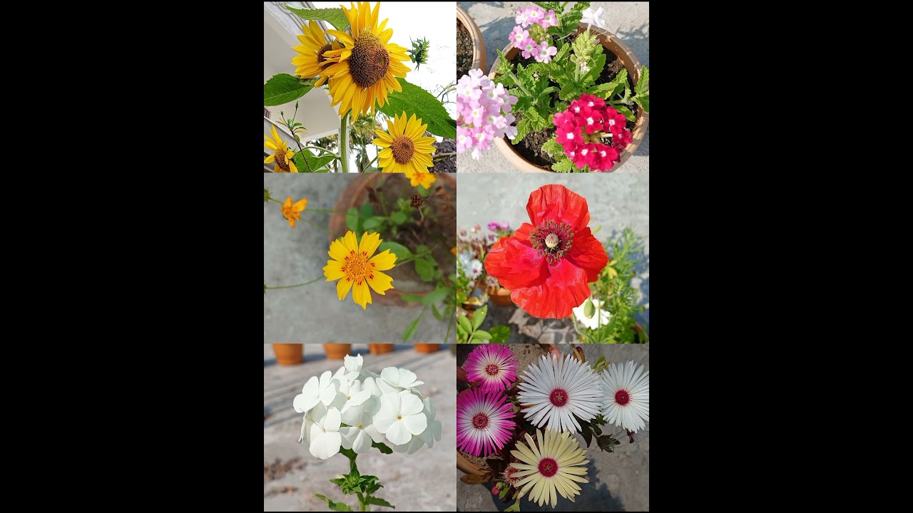 #Flowers of my garden💐... #Greenary☘️...