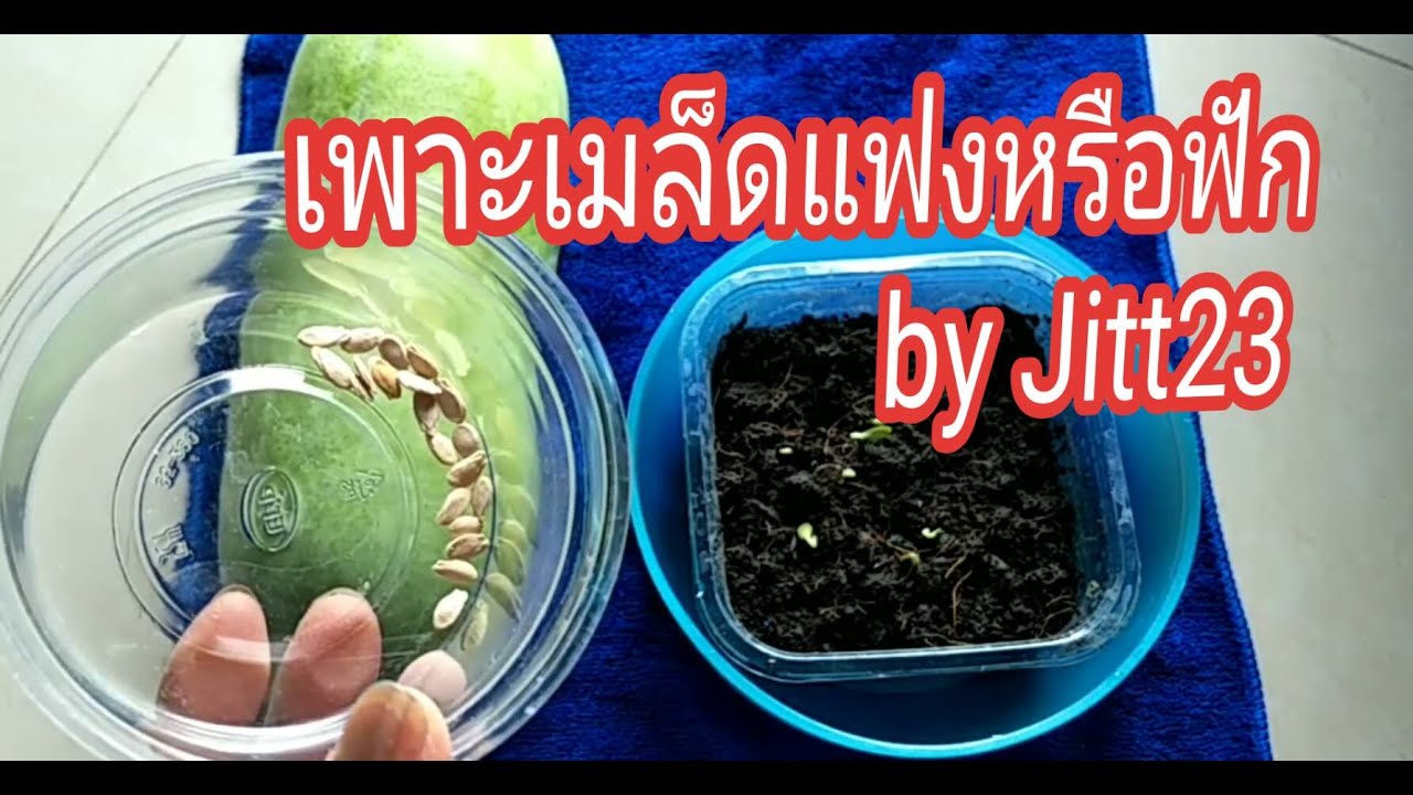 วิธีปลูกแฟงหรือฟัก ด้วยเมล็ดและแยกต้นกล้าแบบละเอียดby Jitt23